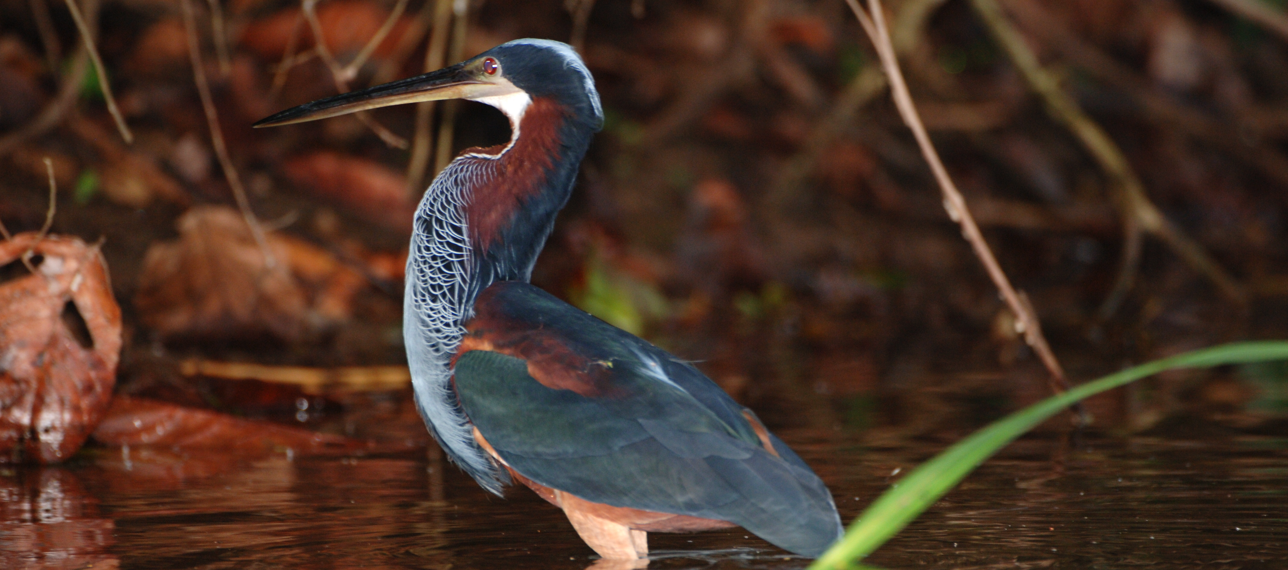 Manu Complete Birding Tour: cloud forest to Amazon lowlands with Reserved Zone overnights